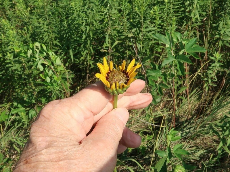 Stiff Sunflower photo 3