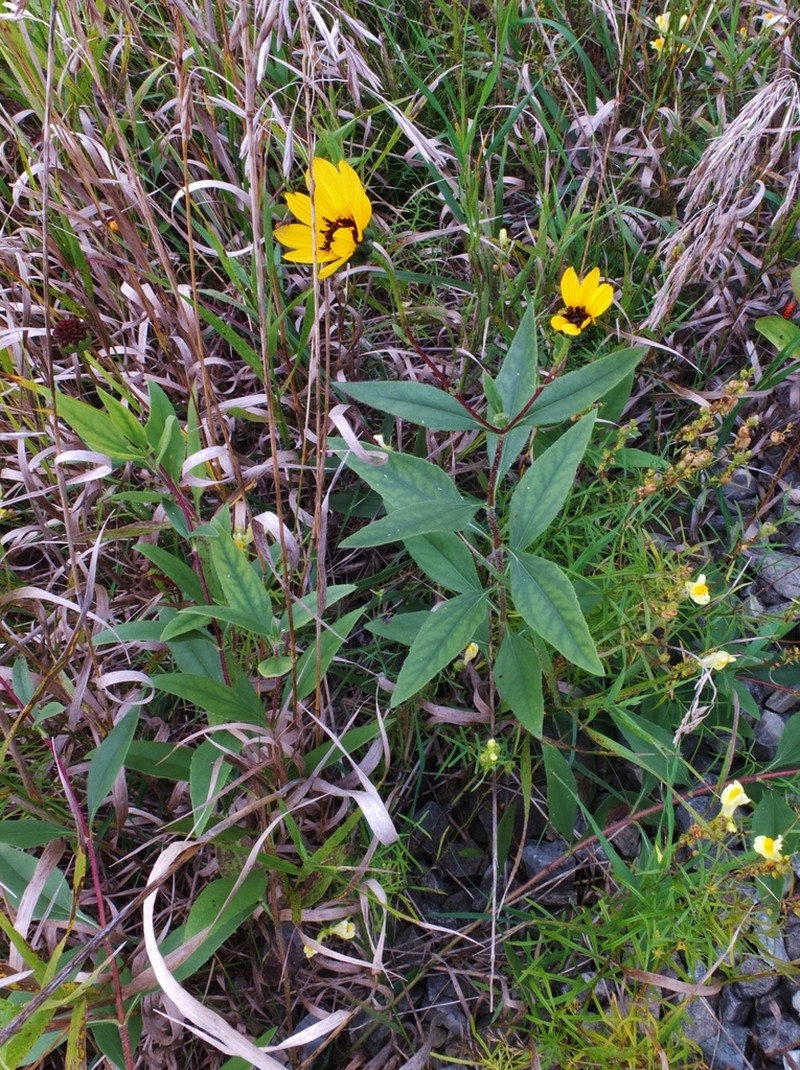 Stiff Sunflower photo 4