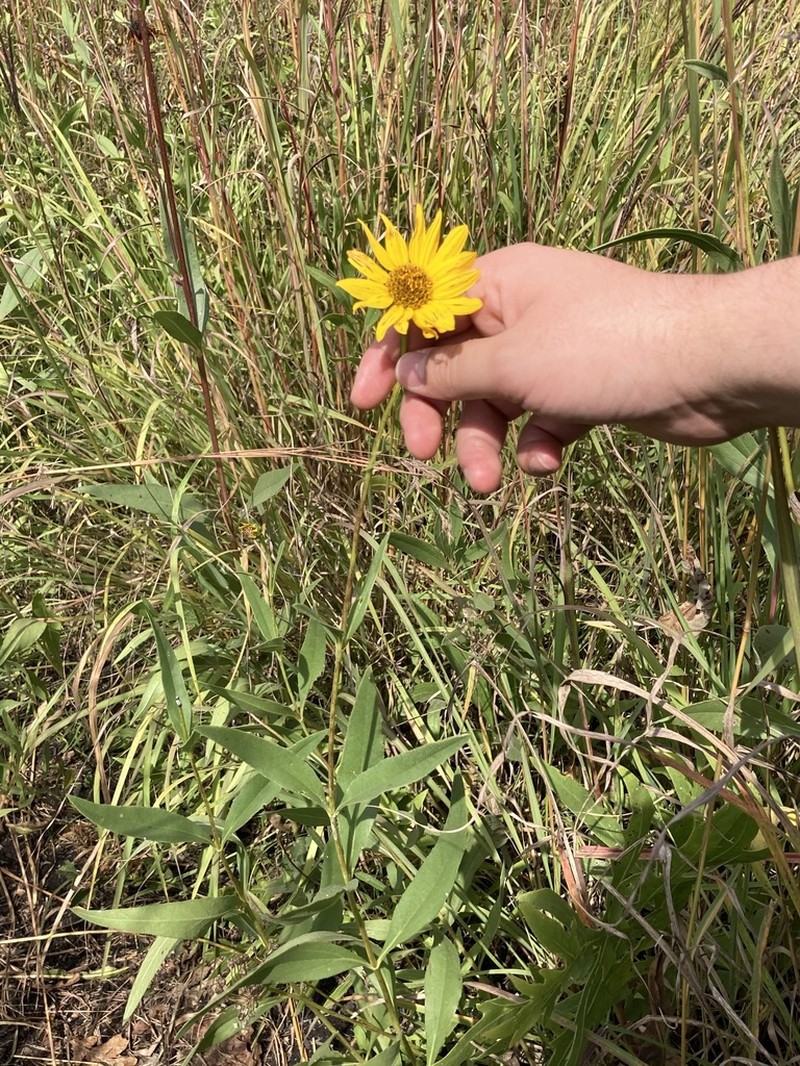 Stiff Sunflower photo 5
