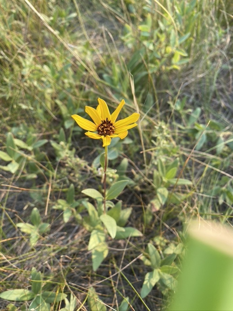 Stiff Sunflower photo 8