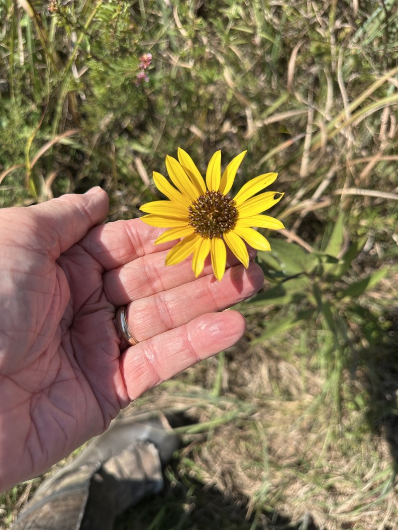 Helianthus pauciflorus subsp. pauciflorus