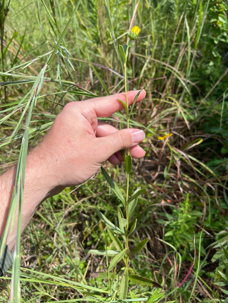 Helianthus pauciflorus subsp. pauciflorus photo 2