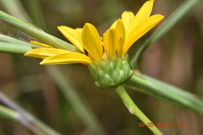 Helianthus pauciflorus subsp. pauciflorus photo 3