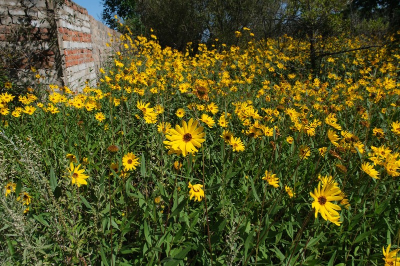 Helianthus pauciflorus subsp. pauciflorus photo 4