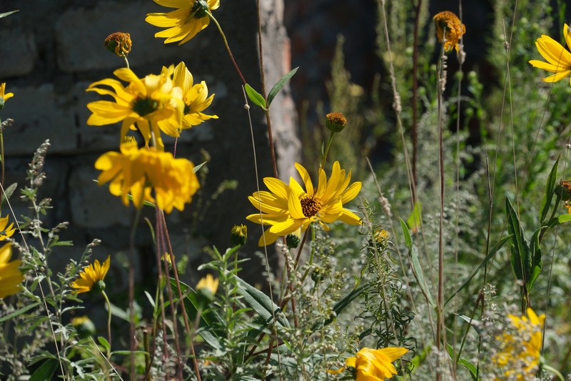 Helianthus pauciflorus subsp. pauciflorus photo 5
