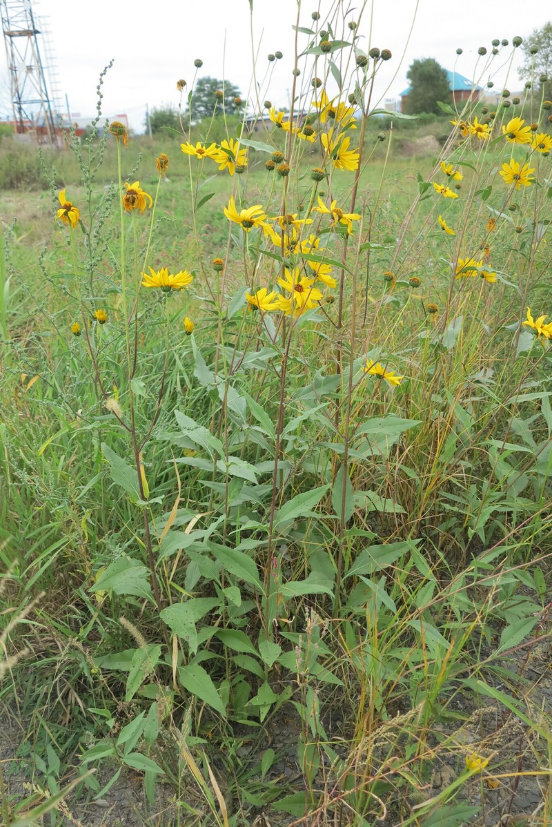 Helianthus pauciflorus subsp. pauciflorus photo 6