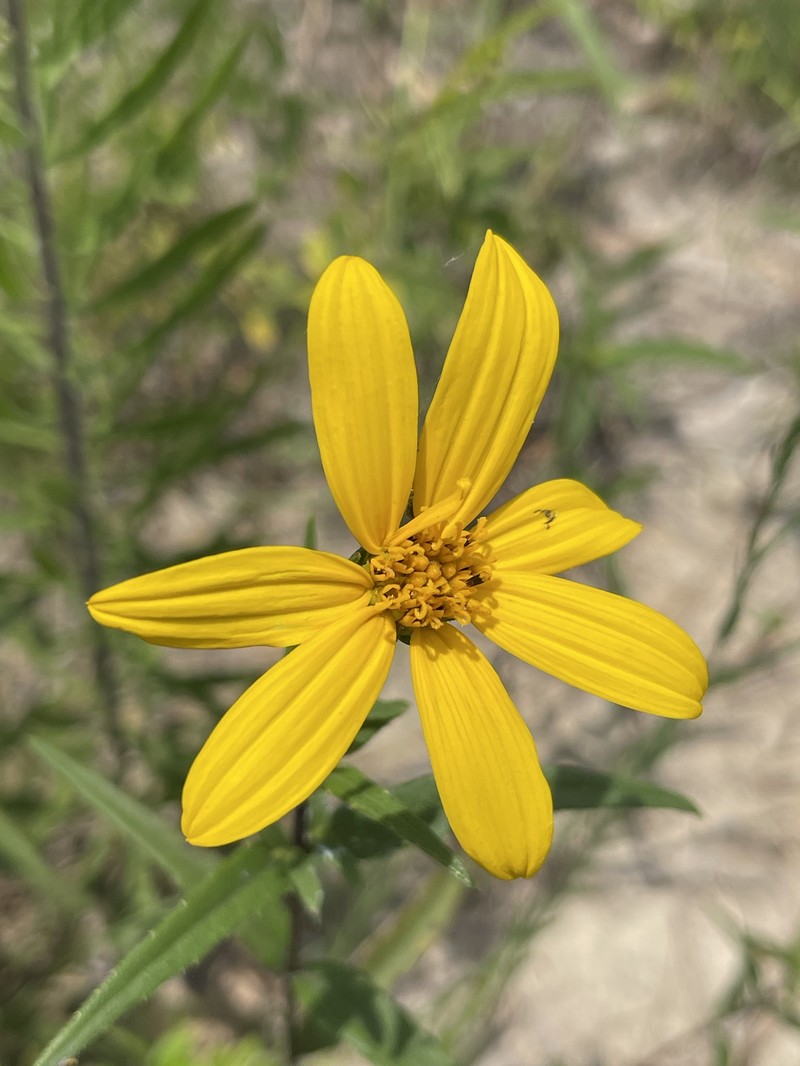Helianthus pauciflorus subsp. pauciflorus photo 7