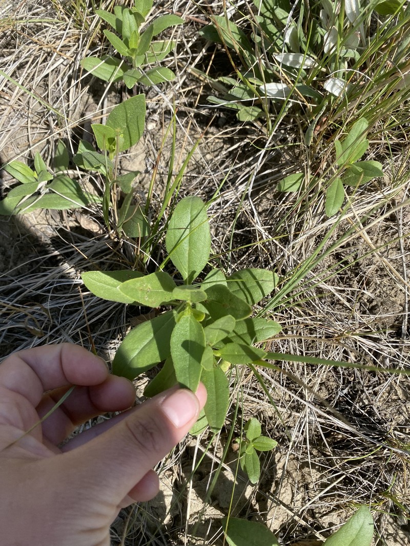 Helianthus pauciflorus subsp. subrhomboideus