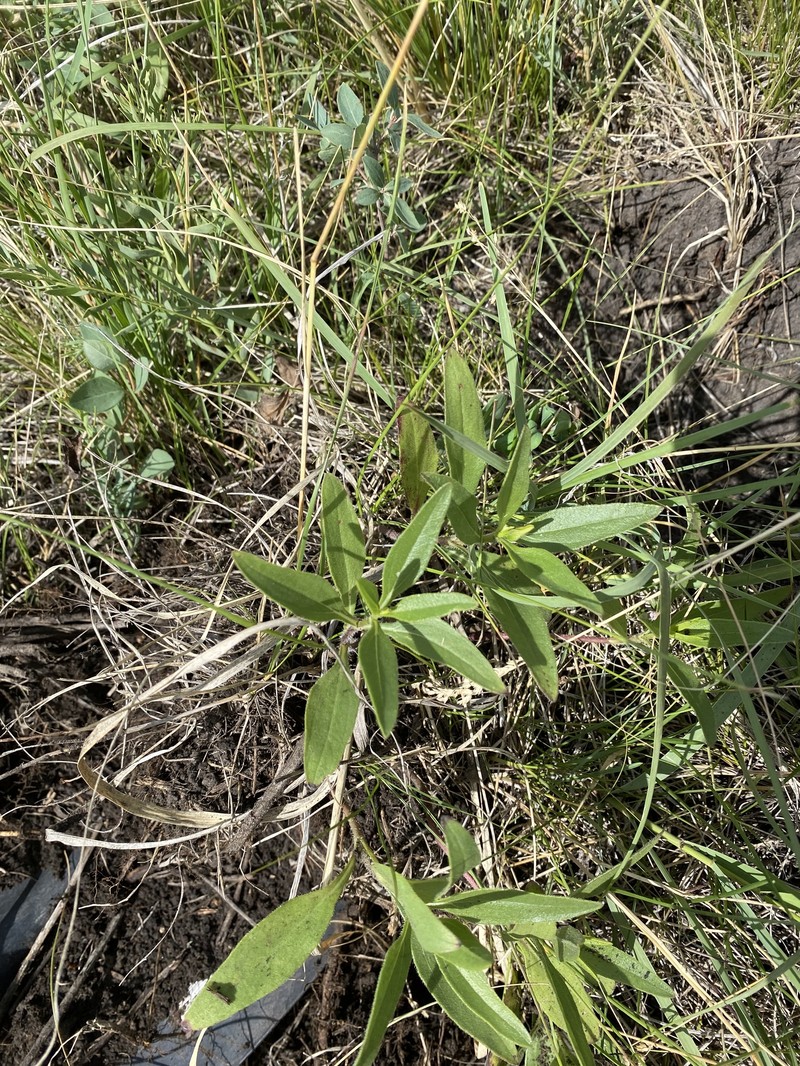 Helianthus pauciflorus subsp. subrhomboideus photo 2