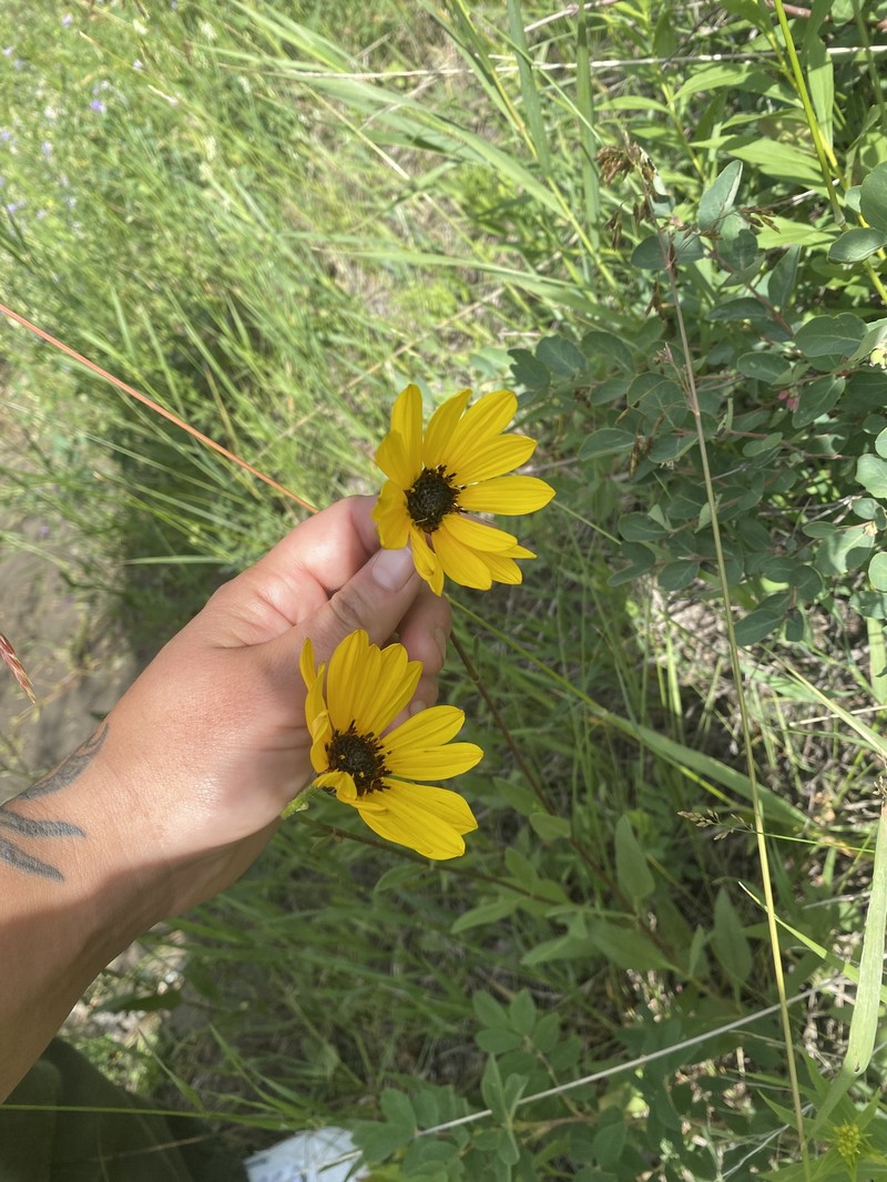 Helianthus pauciflorus subsp. subrhomboideus photo 3
