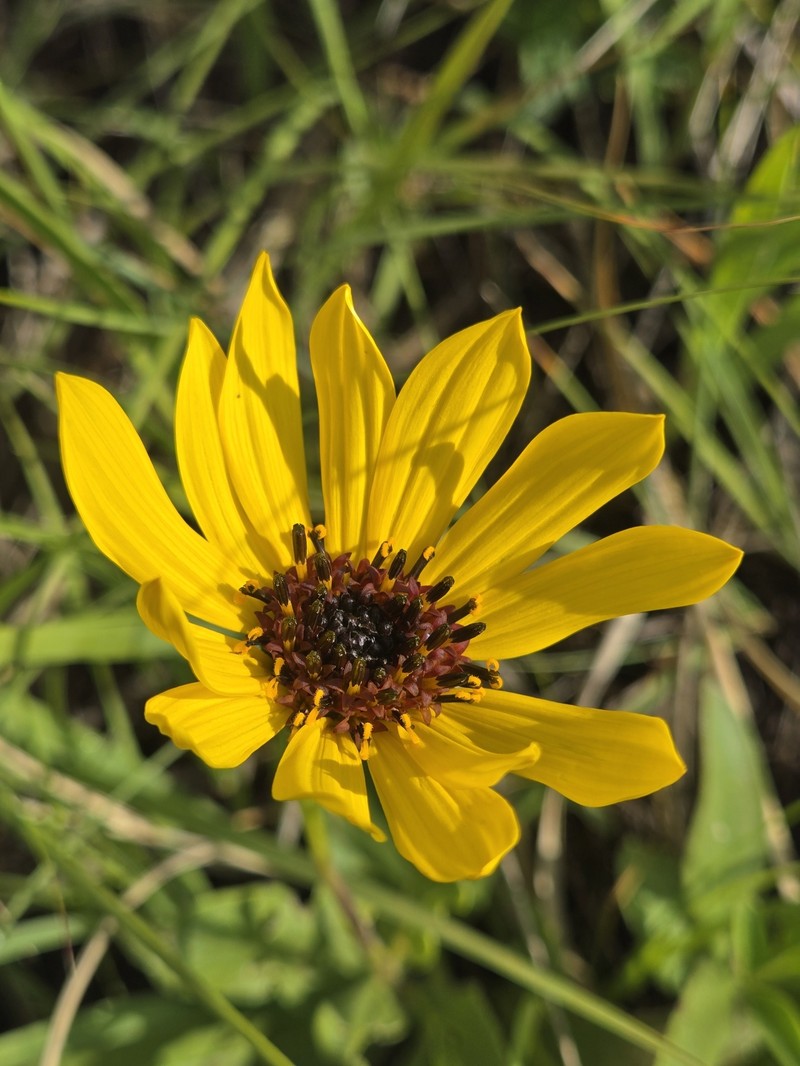 Helianthus pauciflorus subsp. subrhomboideus photo 4