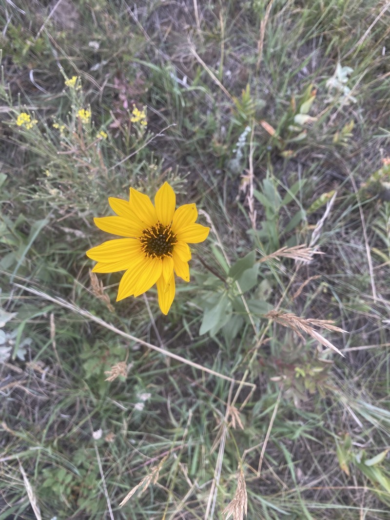 Helianthus pauciflorus subsp. subrhomboideus photo 5