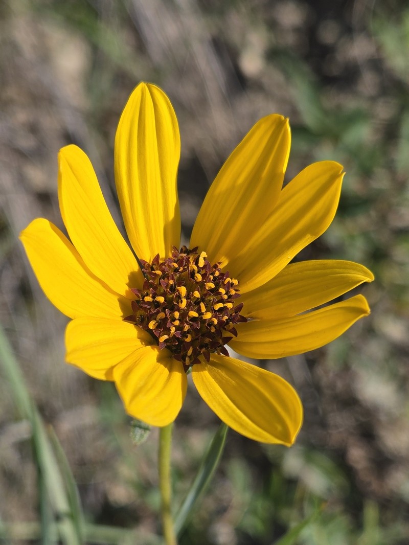 Helianthus pauciflorus subsp. subrhomboideus photo 6
