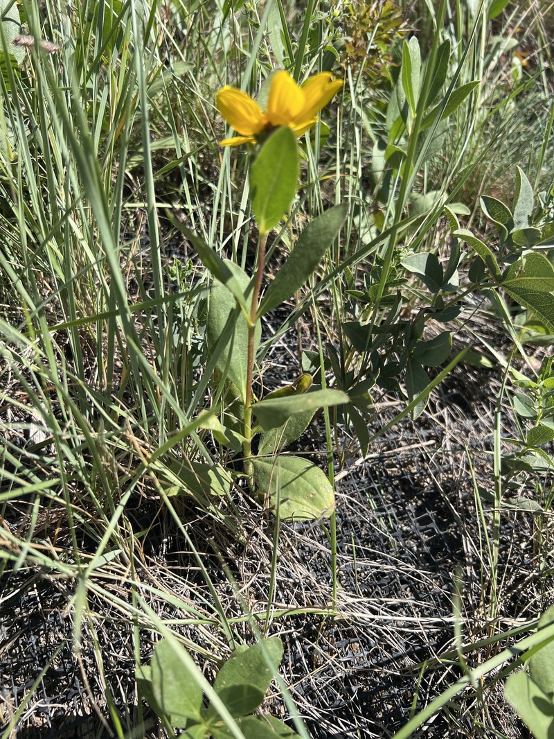 Helianthus pauciflorus subsp. subrhomboideus photo 7