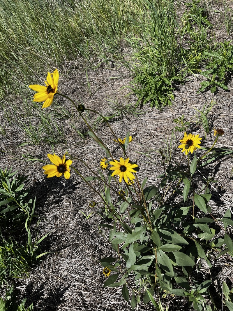 Helianthus pauciflorus subsp. subrhomboideus photo 8