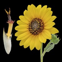 Prairie Sunflower
