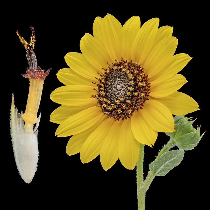 Prairie Sunflower