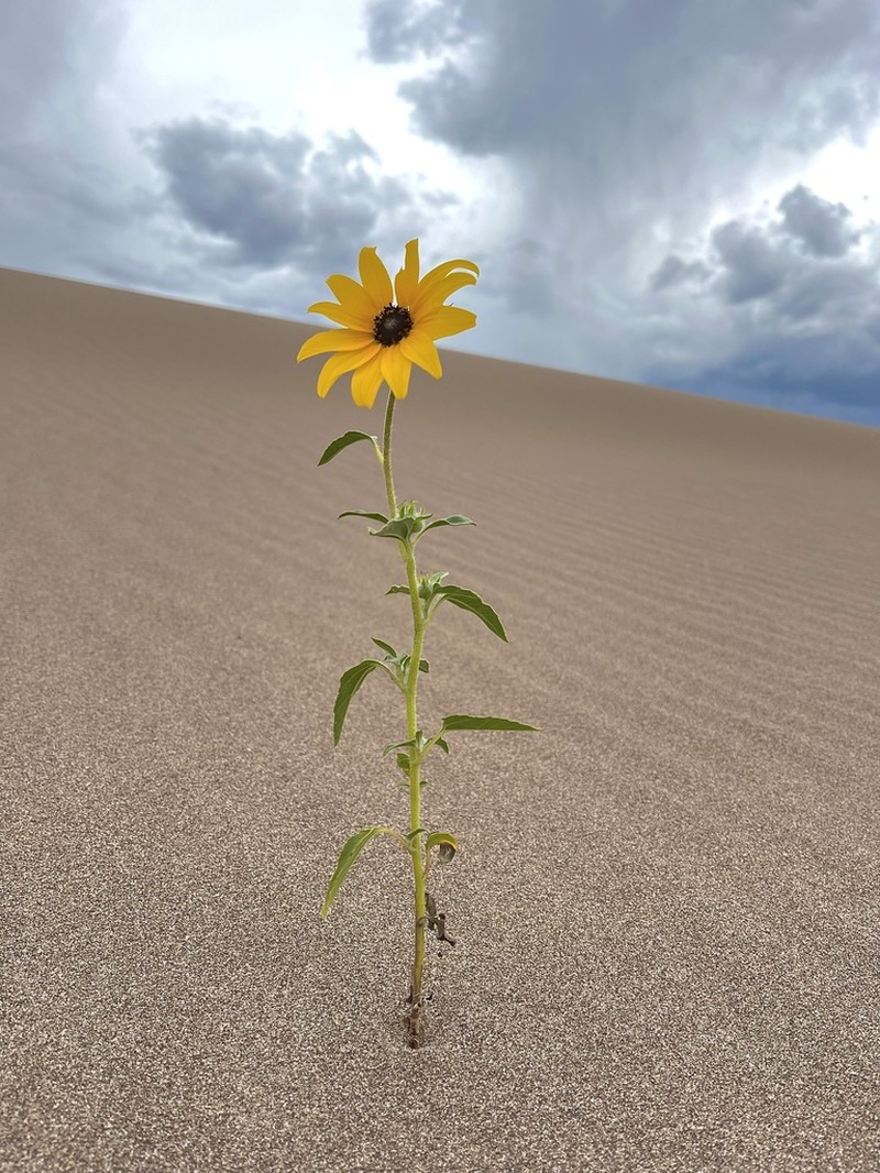 Prairie Sunflower photo 2