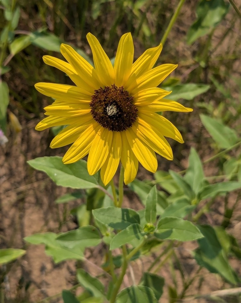 Prairie Sunflower photo 3