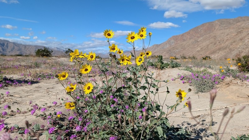 Prairie Sunflower photo 4