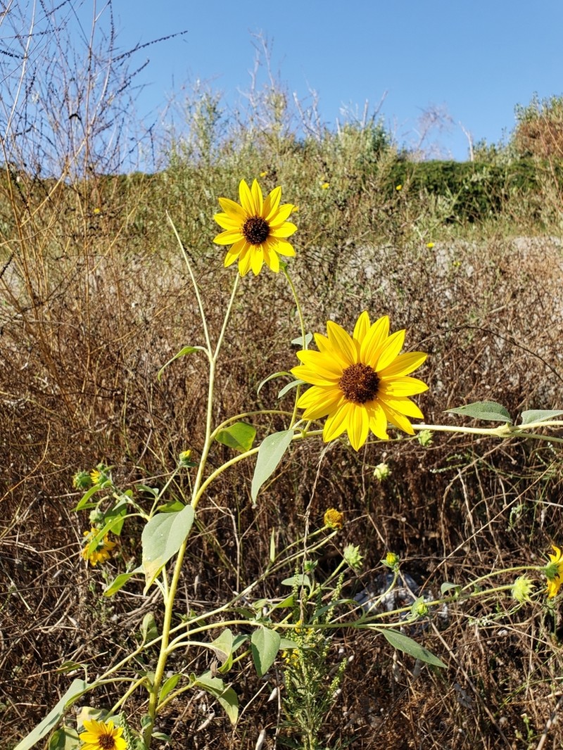Prairie Sunflower photo 5