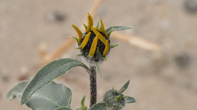 Prairie Sunflower photo 6
