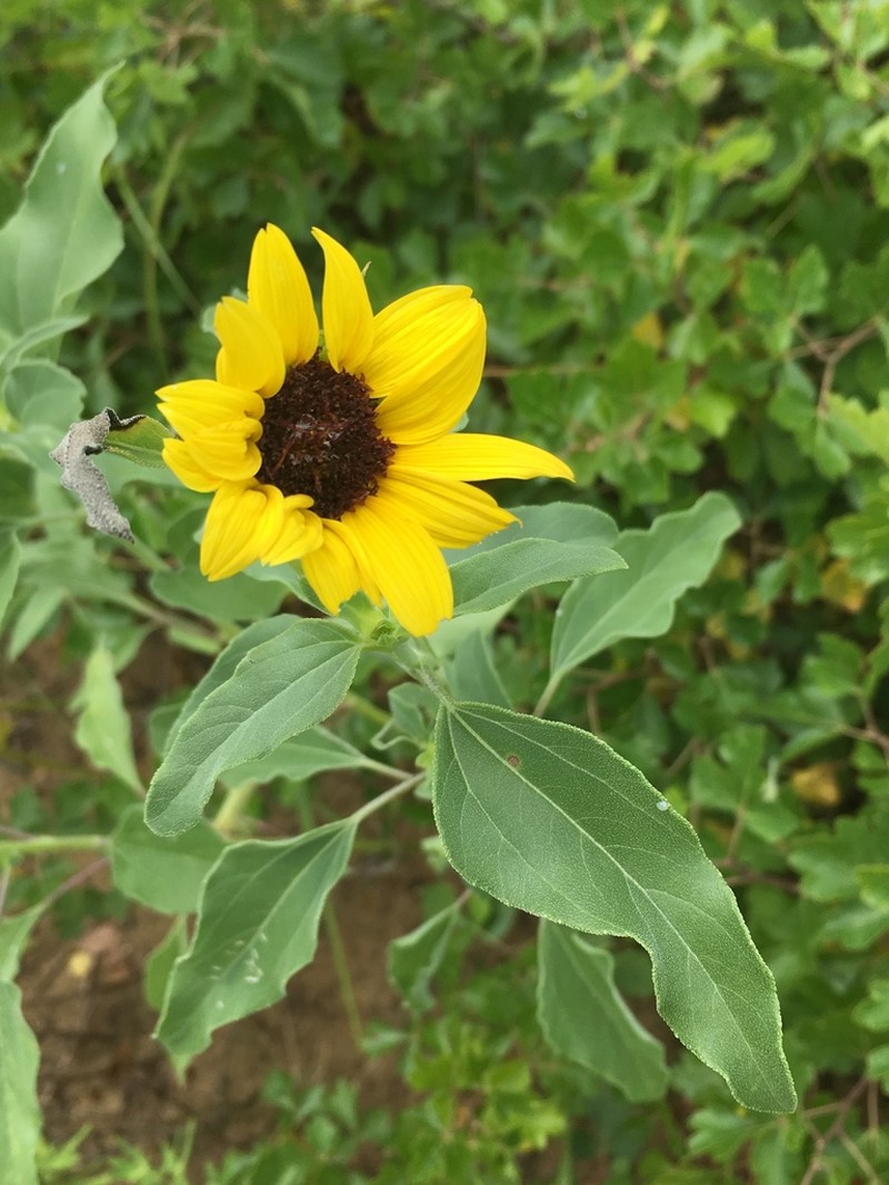 Prairie Sunflower photo 7