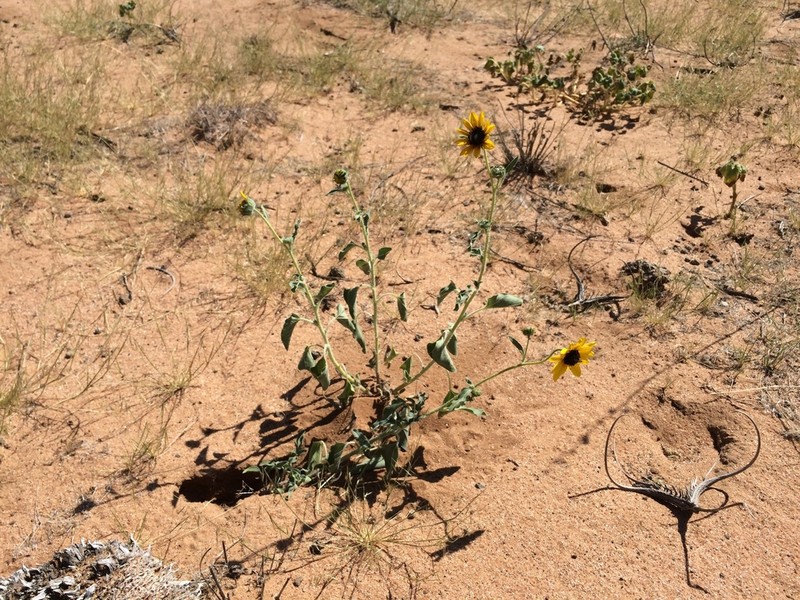 Prairie Sunflower photo 8