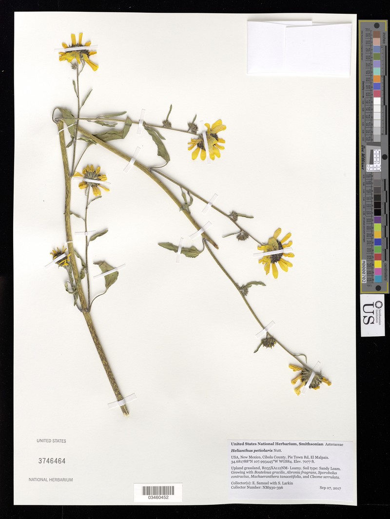Helianthus petiolaris subsp. fallax photo 4