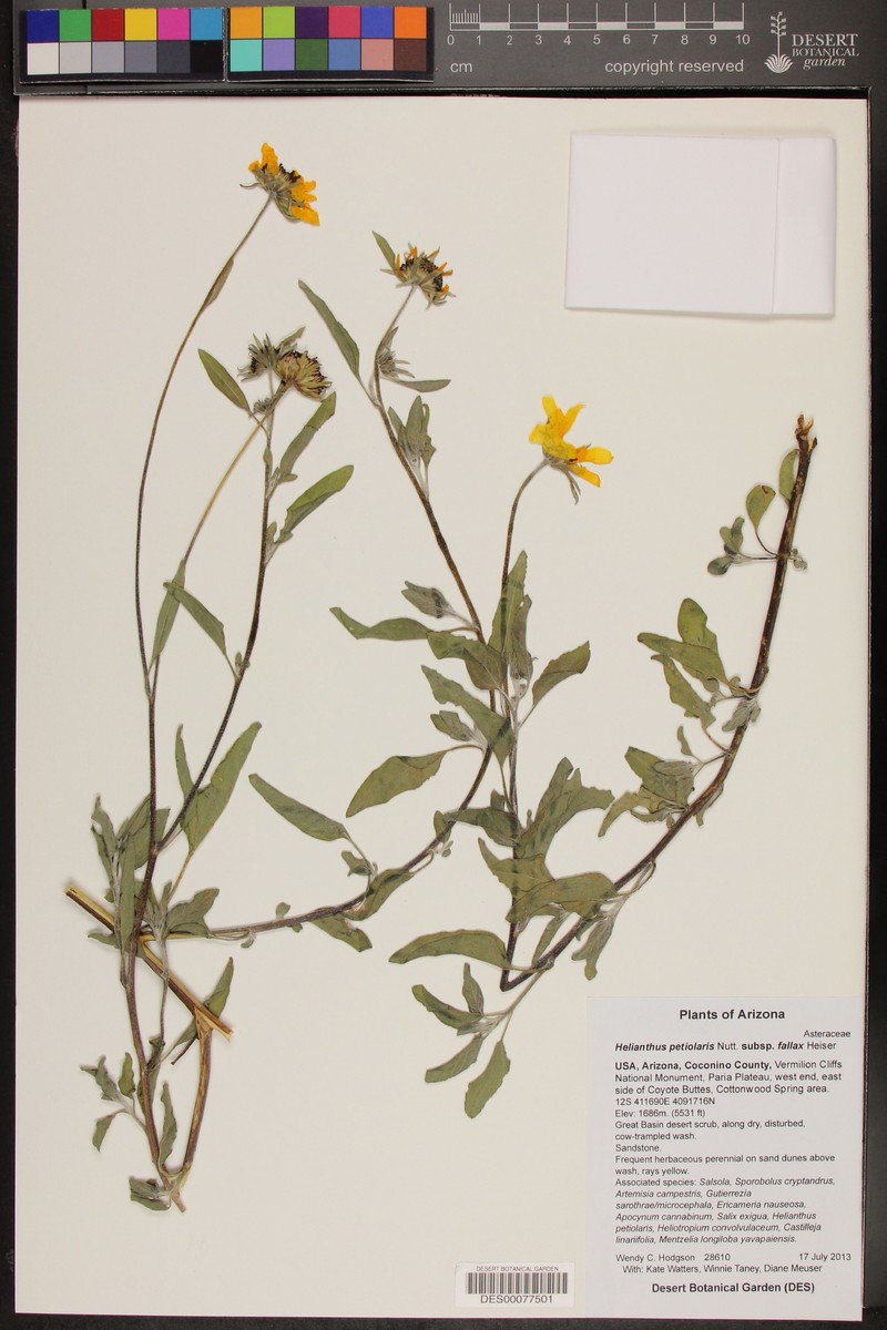 Helianthus petiolaris subsp. fallax photo 5