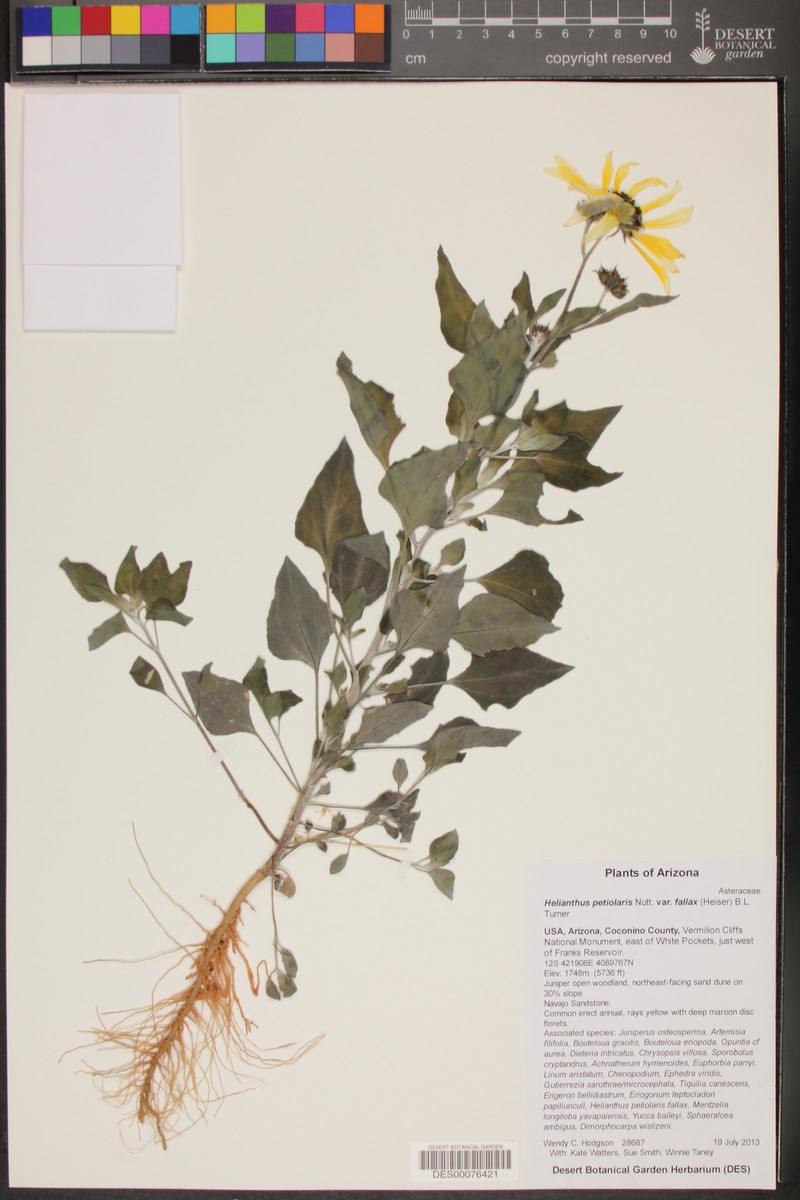Helianthus petiolaris subsp. fallax photo 6