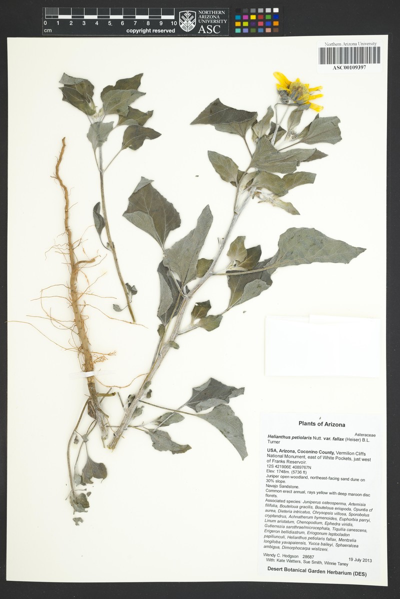 Helianthus petiolaris subsp. fallax photo 7
