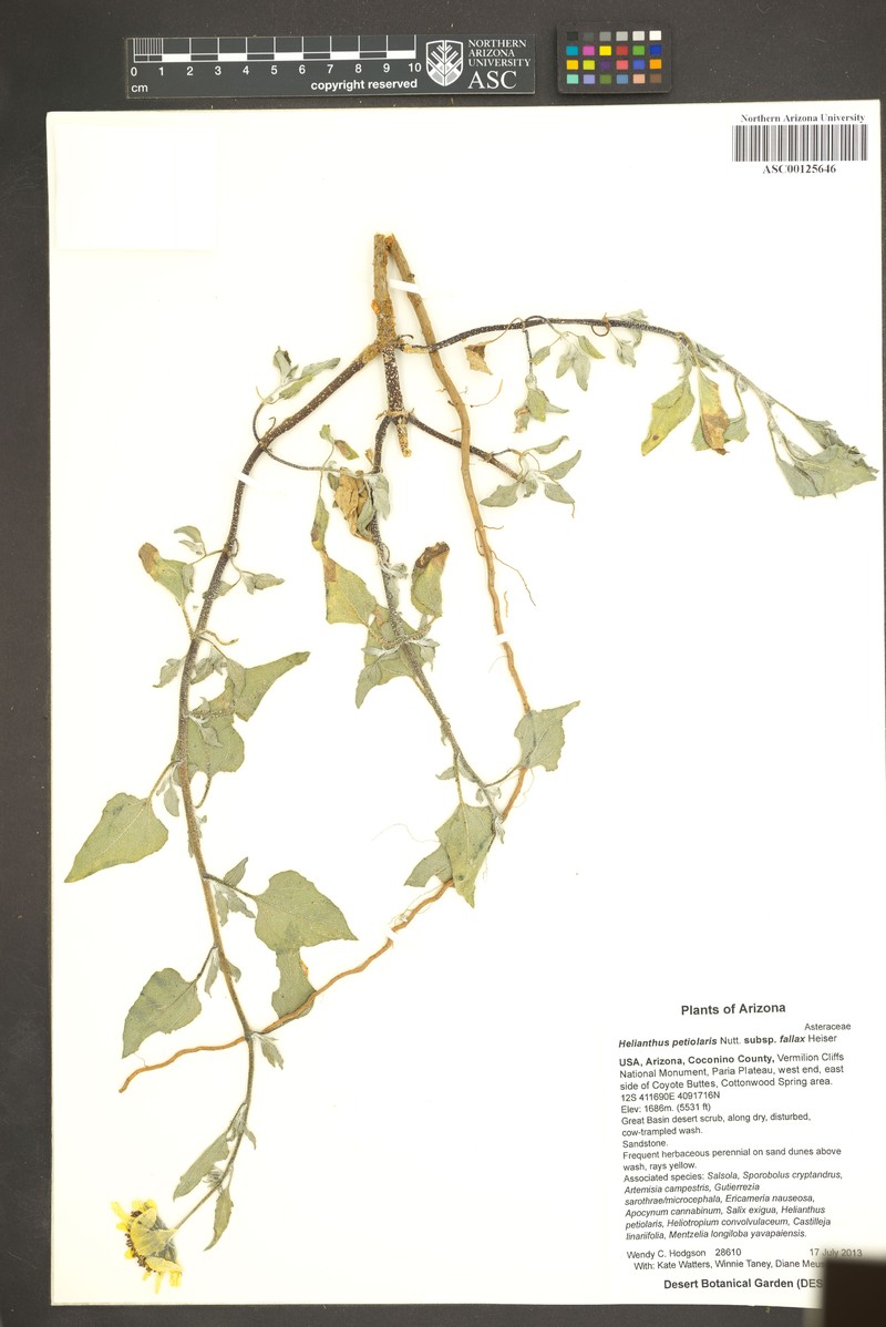 Helianthus petiolaris subsp. fallax photo 8