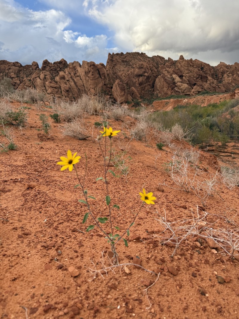 Helianthus petiolaris subsp. fallax