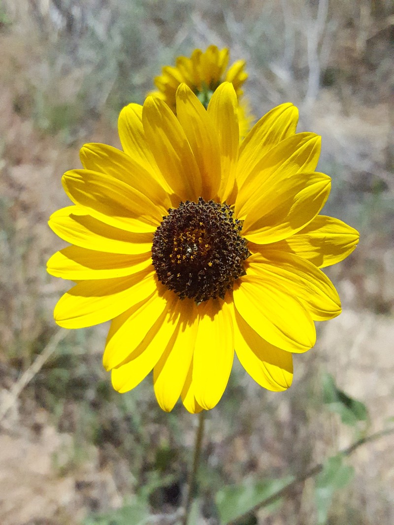 Helianthus petiolaris subsp. fallax photo 2