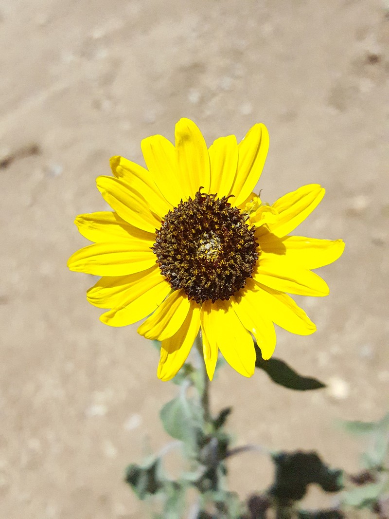 Helianthus petiolaris subsp. fallax photo 3