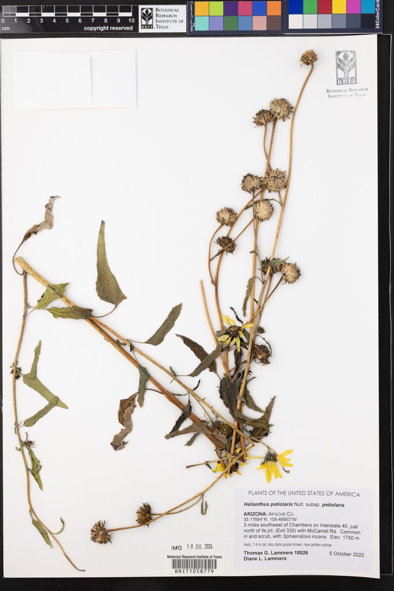 Helianthus petiolaris subsp. petiolaris photo 5