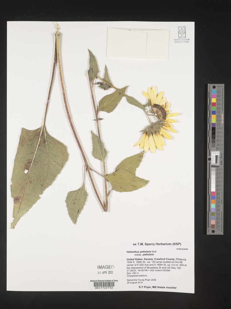 Helianthus petiolaris subsp. petiolaris photo 6