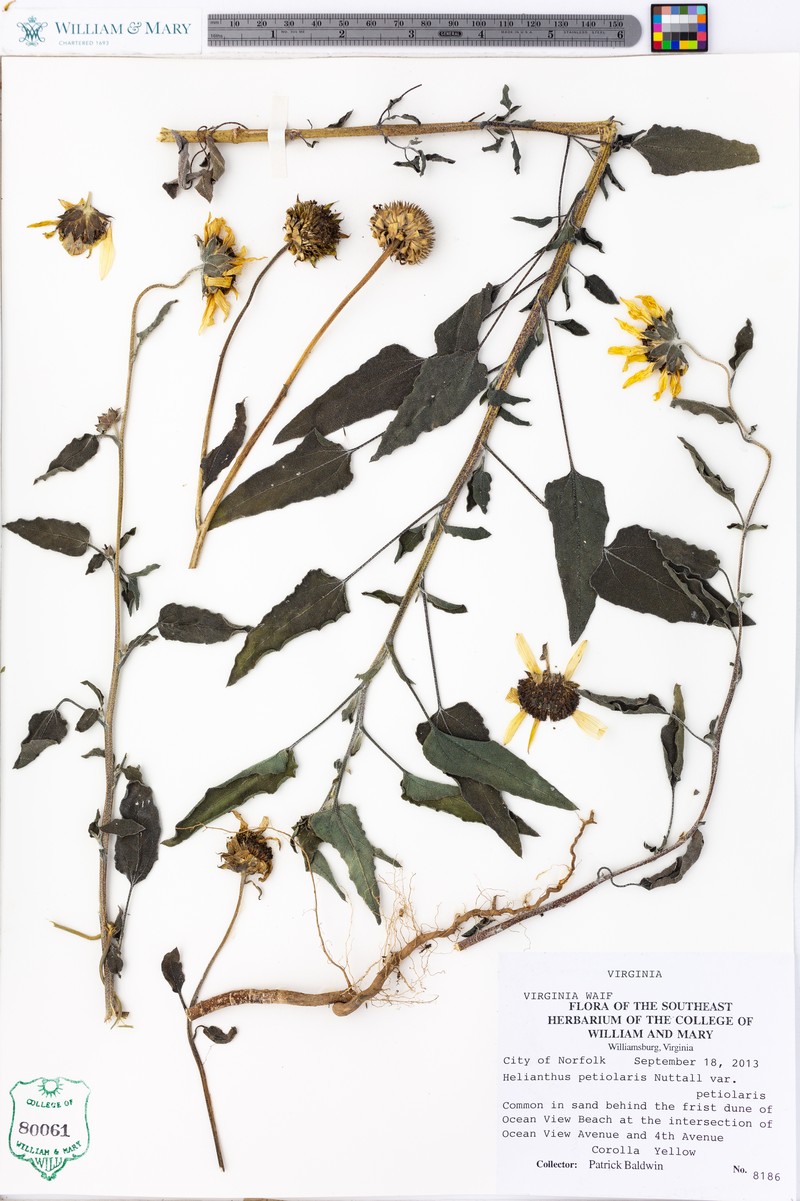 Helianthus petiolaris subsp. petiolaris photo 7
