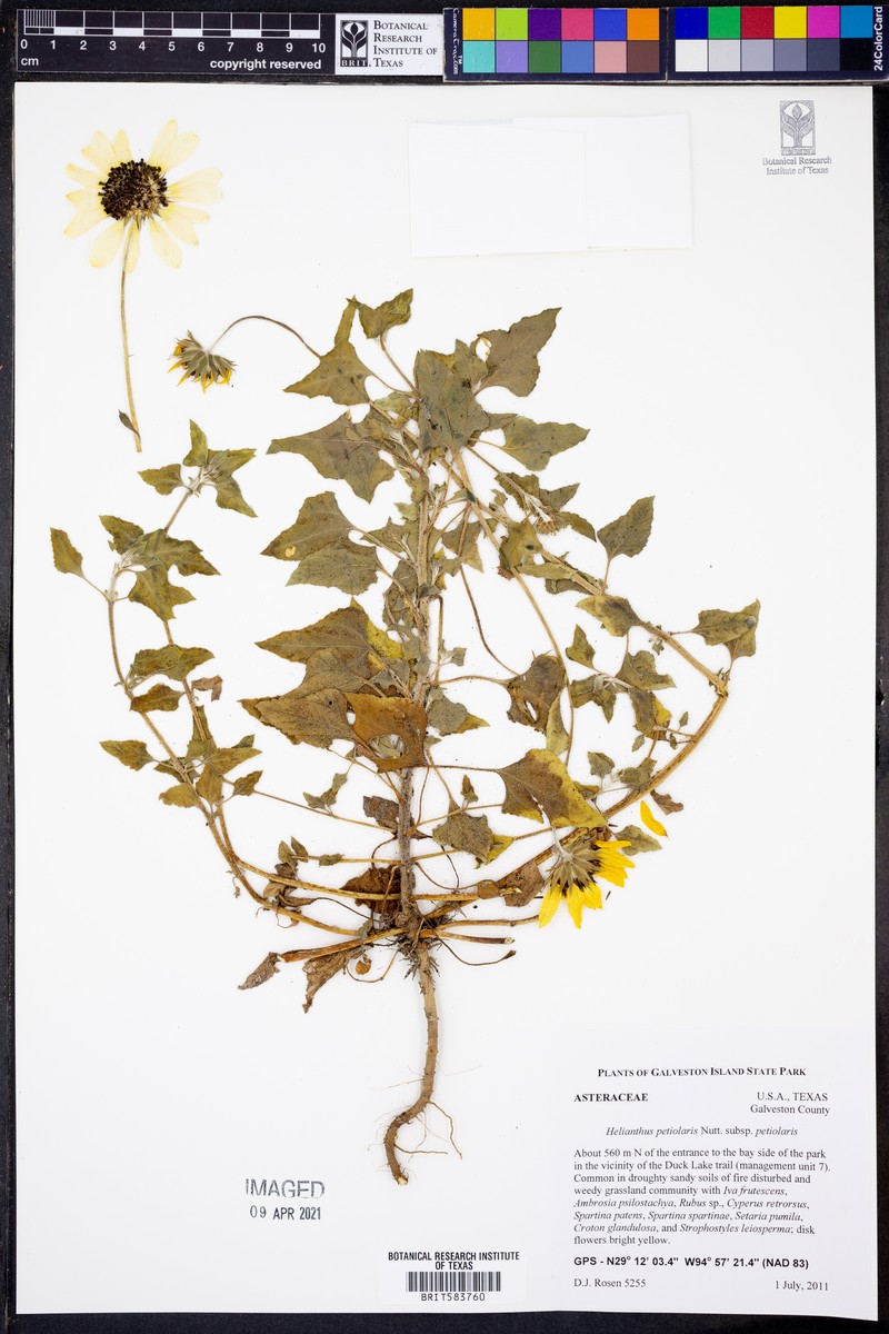 Helianthus petiolaris subsp. petiolaris photo 8