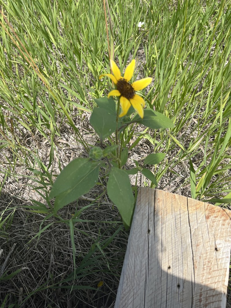 Helianthus petiolaris subsp. petiolaris