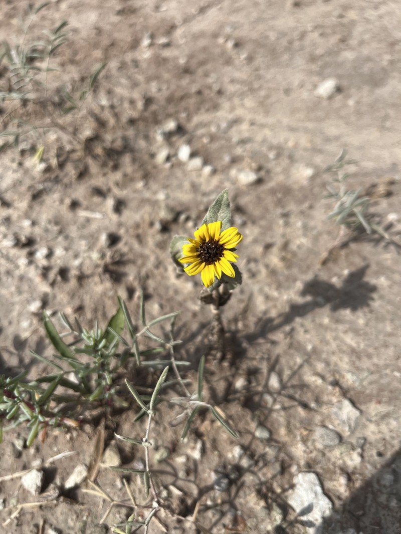 Helianthus petiolaris subsp. petiolaris photo 2