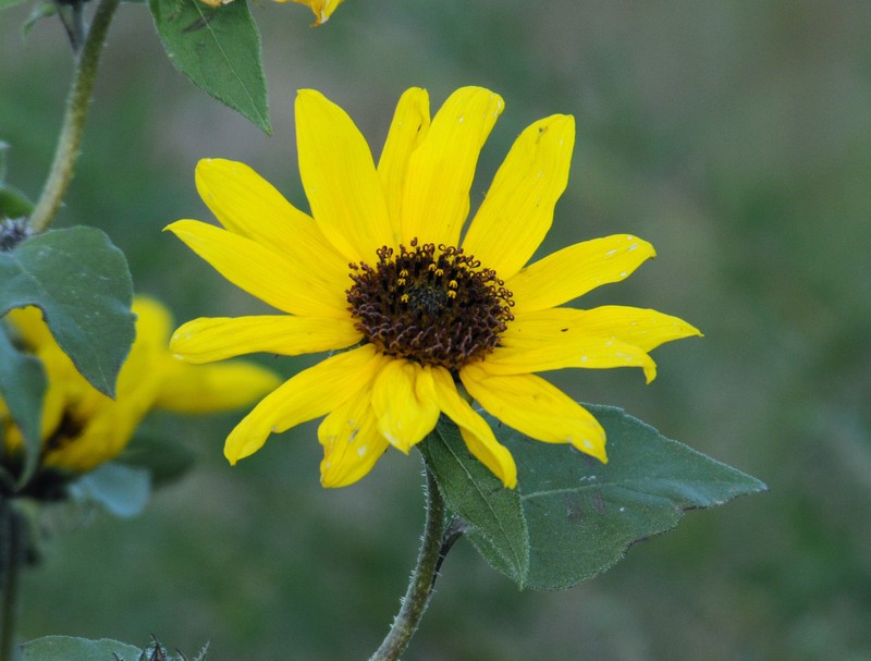 Helianthus petiolaris subsp. petiolaris photo 3