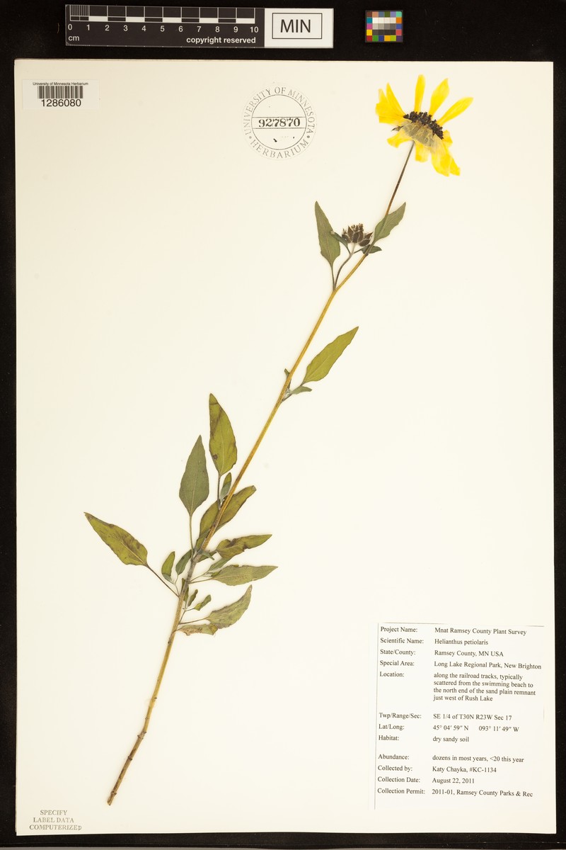 Helianthus petiolaris subsp. petiolaris photo 4