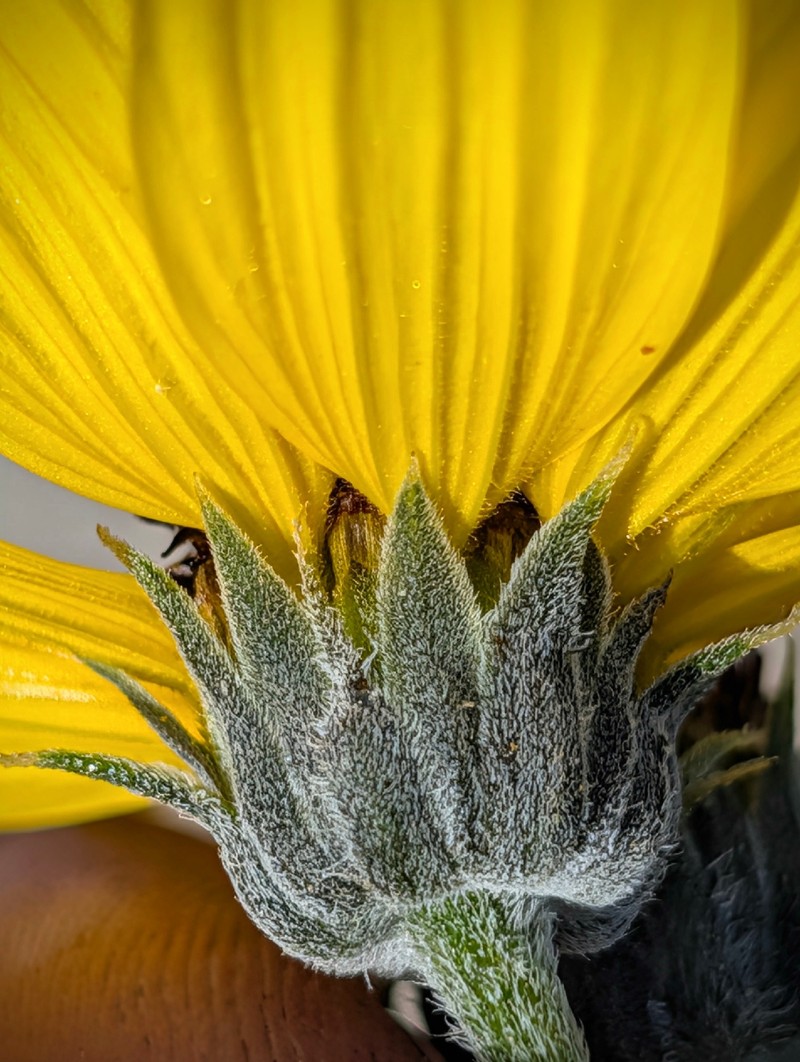 Helianthus petiolaris var. canescens