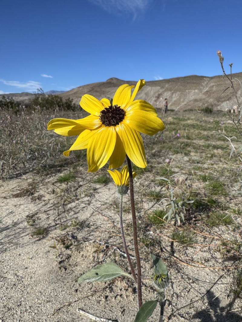 Helianthus petiolaris var. canescens photo 2