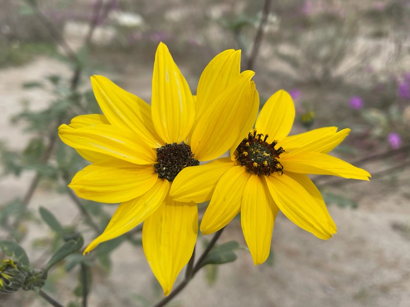 Helianthus petiolaris var. canescens photo 3