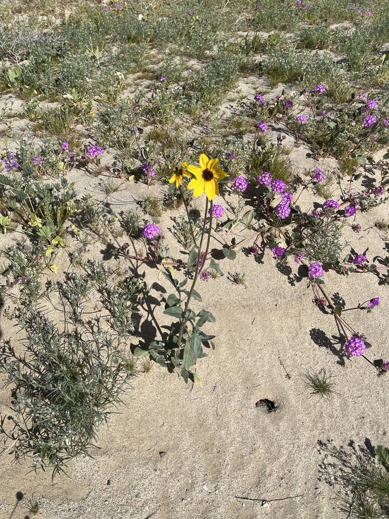 Helianthus petiolaris var. canescens photo 4