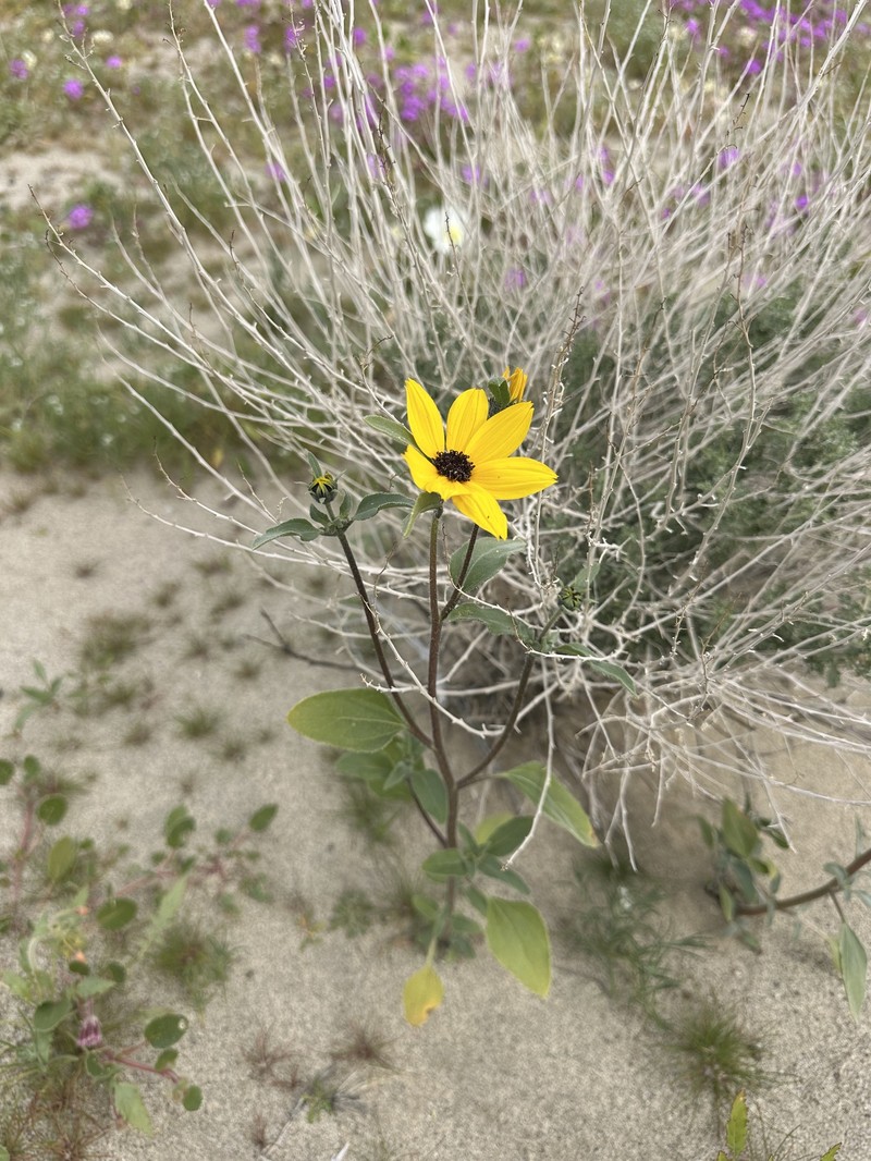 Helianthus petiolaris var. canescens photo 5