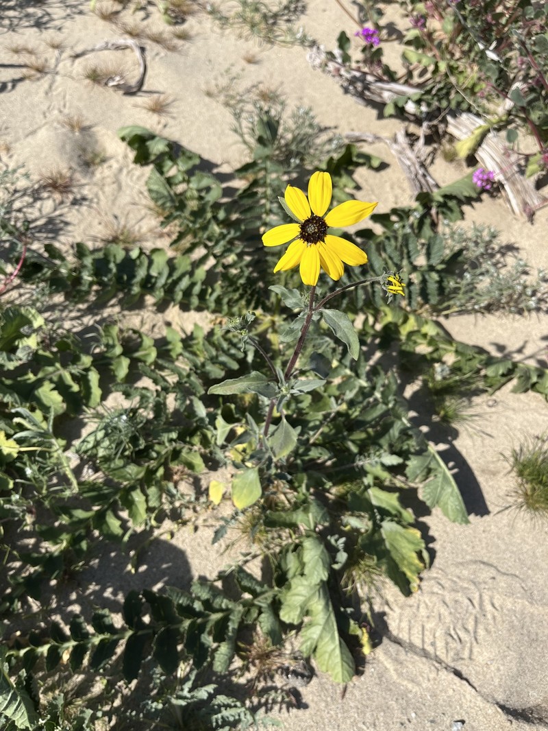 Helianthus petiolaris var. canescens photo 6